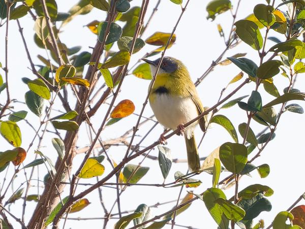 <h3>Apalis flavida / Yellow‑breasted apalis / Geelborstapalis</h3>OM-1 Mark II with OLYMPUS M.150-400mm F4.5, 1/2500 sec at F5.0, ISO 1600, distance 19.4 m